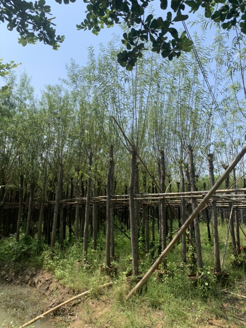 大量柳树（垂柳）低价出售、货源充足、价格美丽