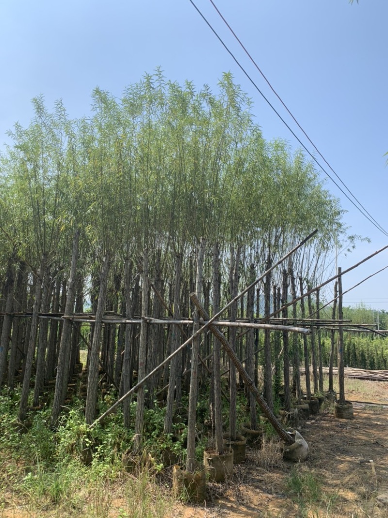 大量柳树（垂柳）低价出售、货源充足、价格美丽