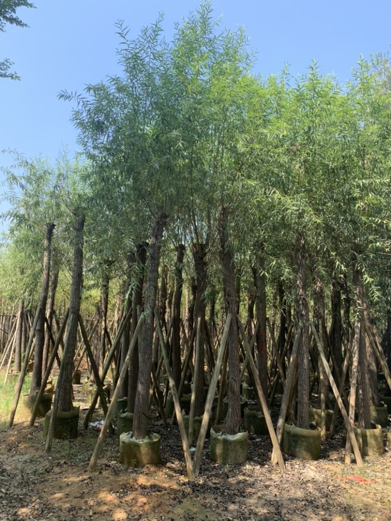 大量柳树（垂柳）低价出售、货源充足、价格美丽
