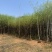 大量柳树（垂柳）低价出售、货源充足、价格美丽