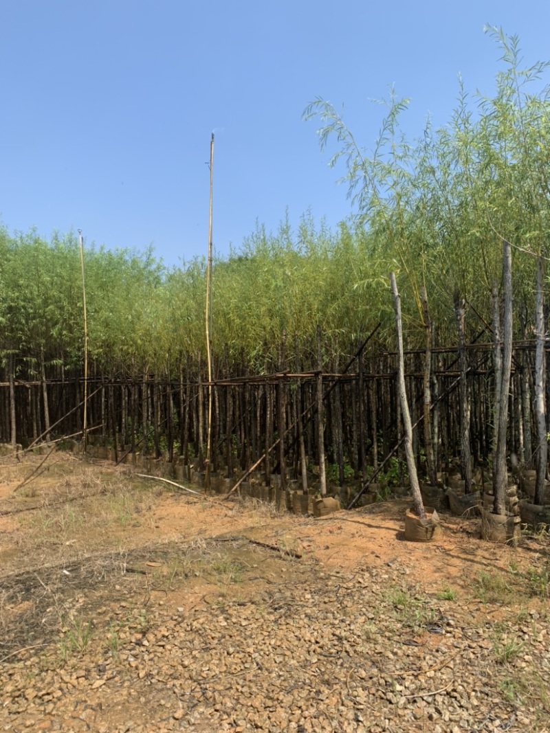 大量柳树（垂柳）低价出售、货源充足、价格美丽