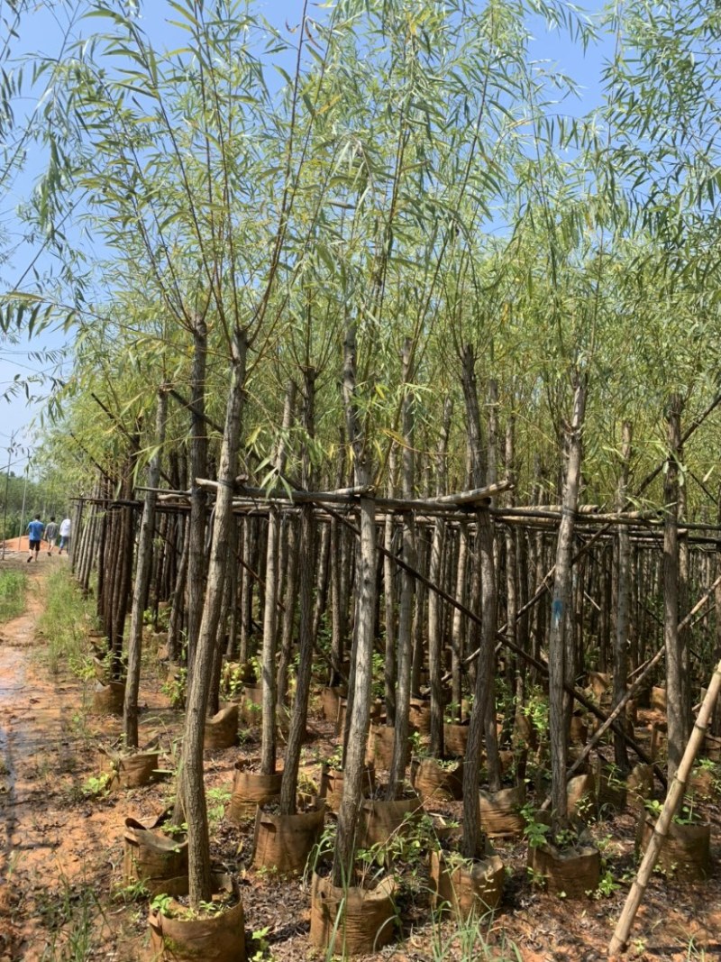 大量柳树（垂柳）低价出售、货源充足、价格美丽