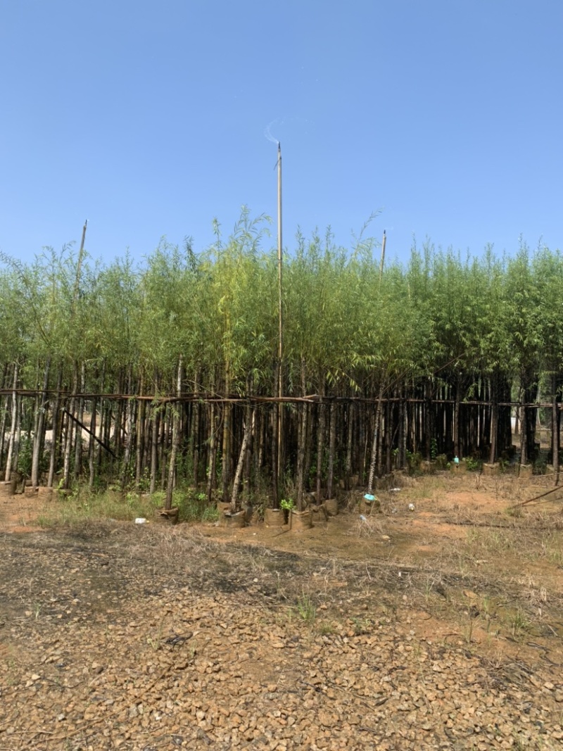 大量柳树（垂柳）低价出售、货源充足、价格美丽