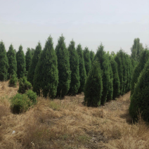望都塔桧300/350/400/500高度规格齐全精品苗