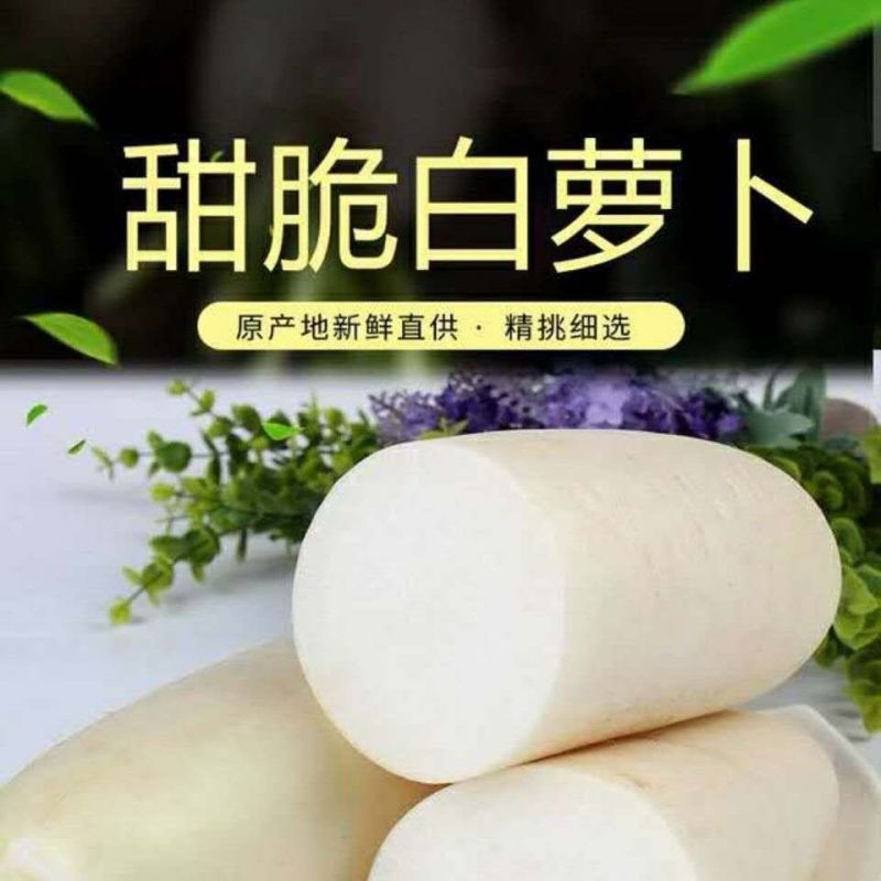 白萝卜产地直销，看货论价，保质保量，欢迎订购