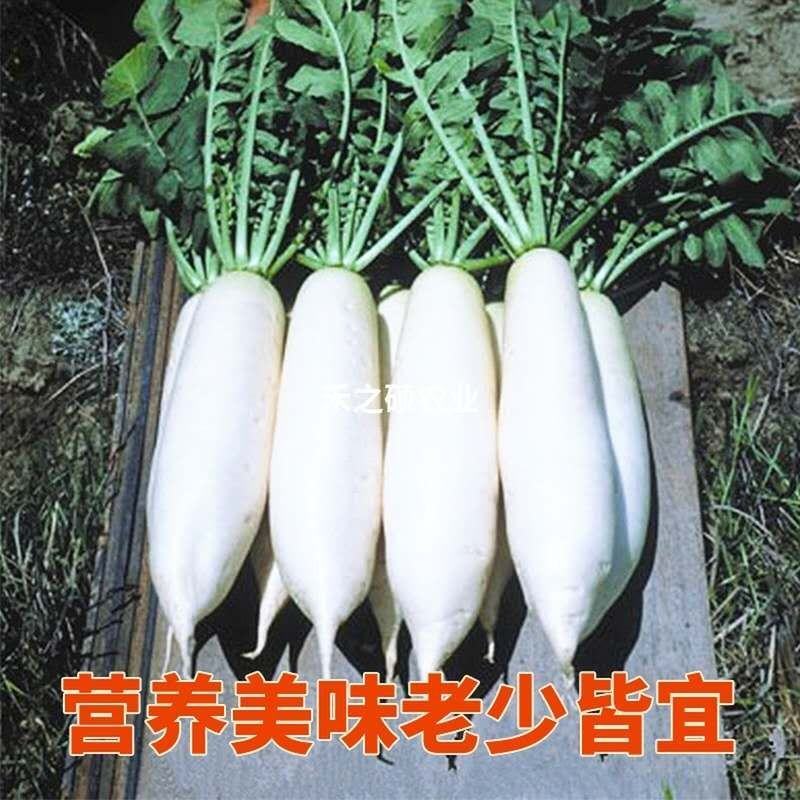 白萝卜产地直销，看货论价，保质保量，欢迎订购