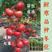 西红柿苗—冬悦（越冬早春）极耐低温高抗死棵耐灰霉叶霉