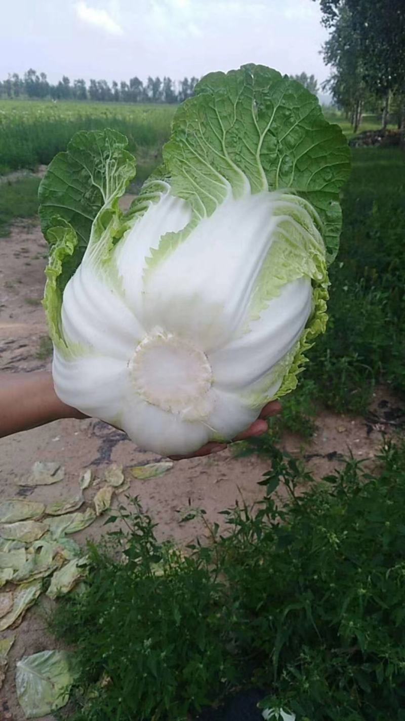 白菜产地直销看货论价。保质保量欢迎订购
