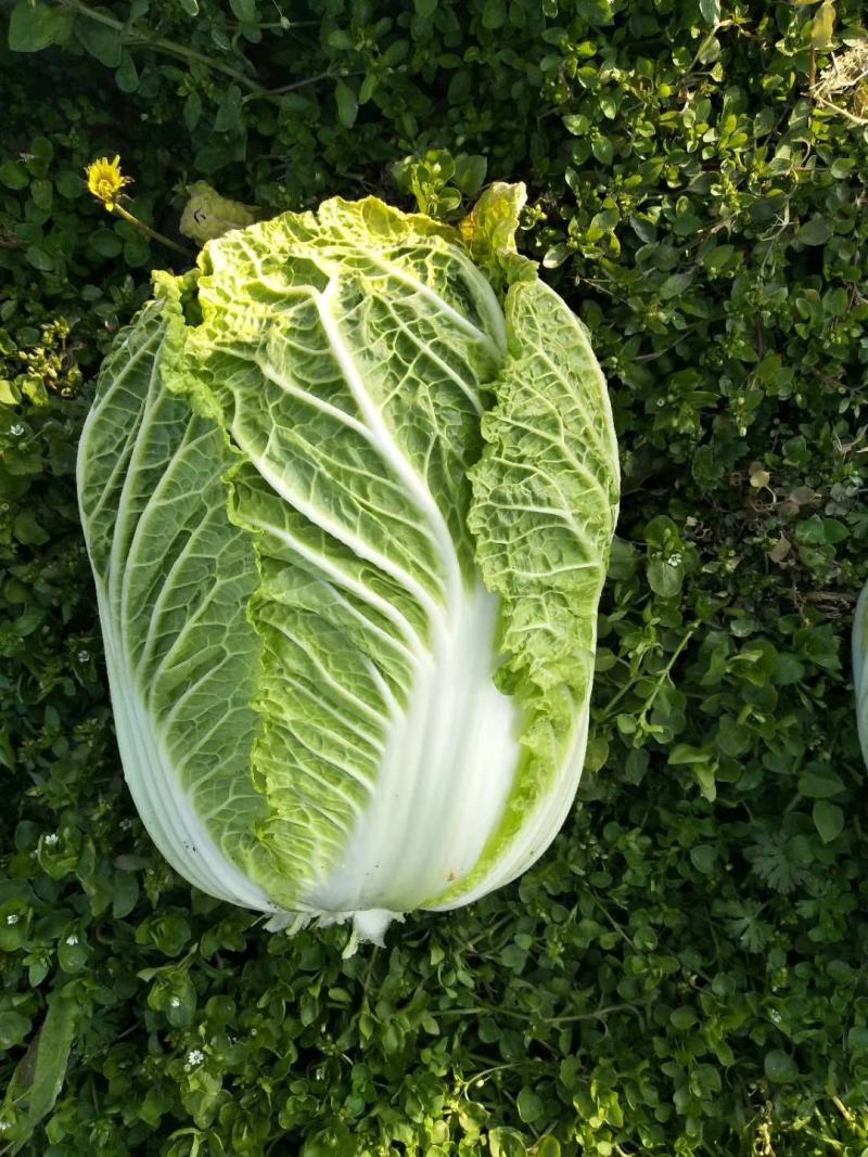 白菜产地直销看货论价。保质保量欢迎订购
