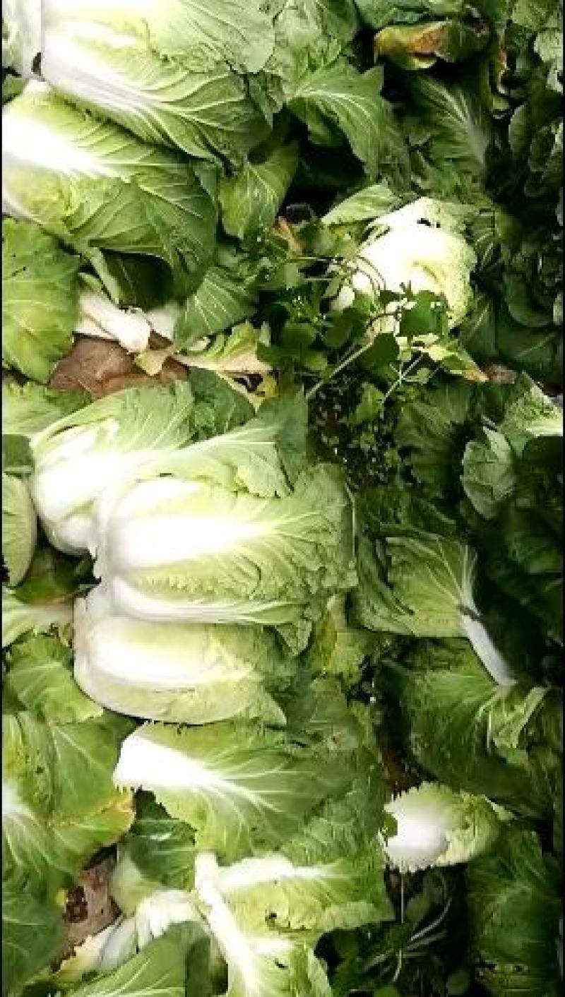 白菜产地直销看货论价。保质保量欢迎订购