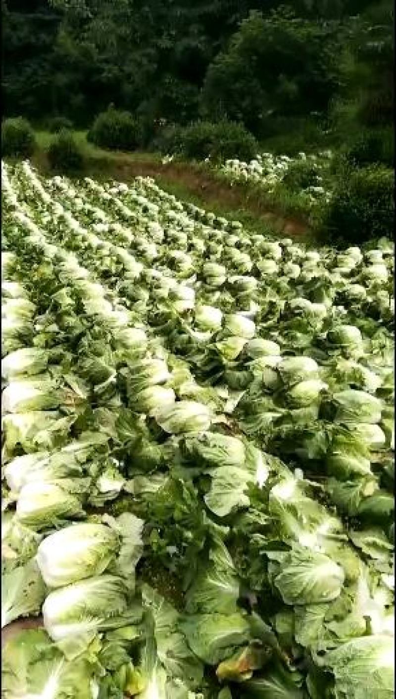 白菜产地直销看货论价。保质保量欢迎订购