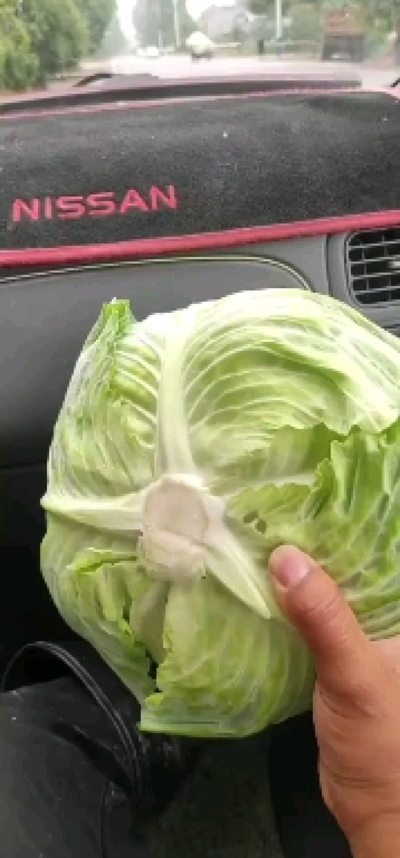 圆包菜产地直销看货论价，保质保量，欢迎订购