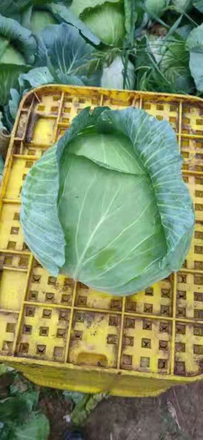 圆包菜产地直销看货论价，保质保量，欢迎订购