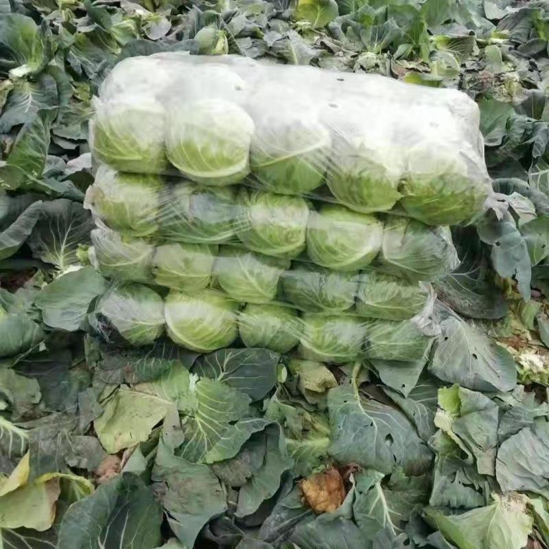 圆包菜产地直销看货论价，保质保量，欢迎订购
