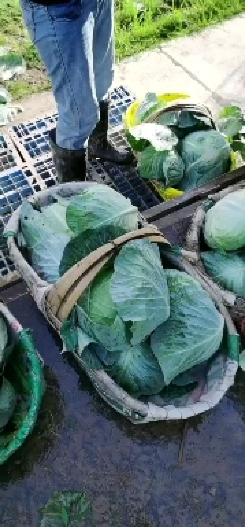 圆包菜产地直销看货论价，保质保量，欢迎订购
