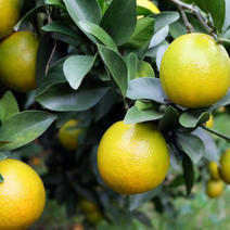 自己家种的橙子没打药的就是果子偏小自然甜度