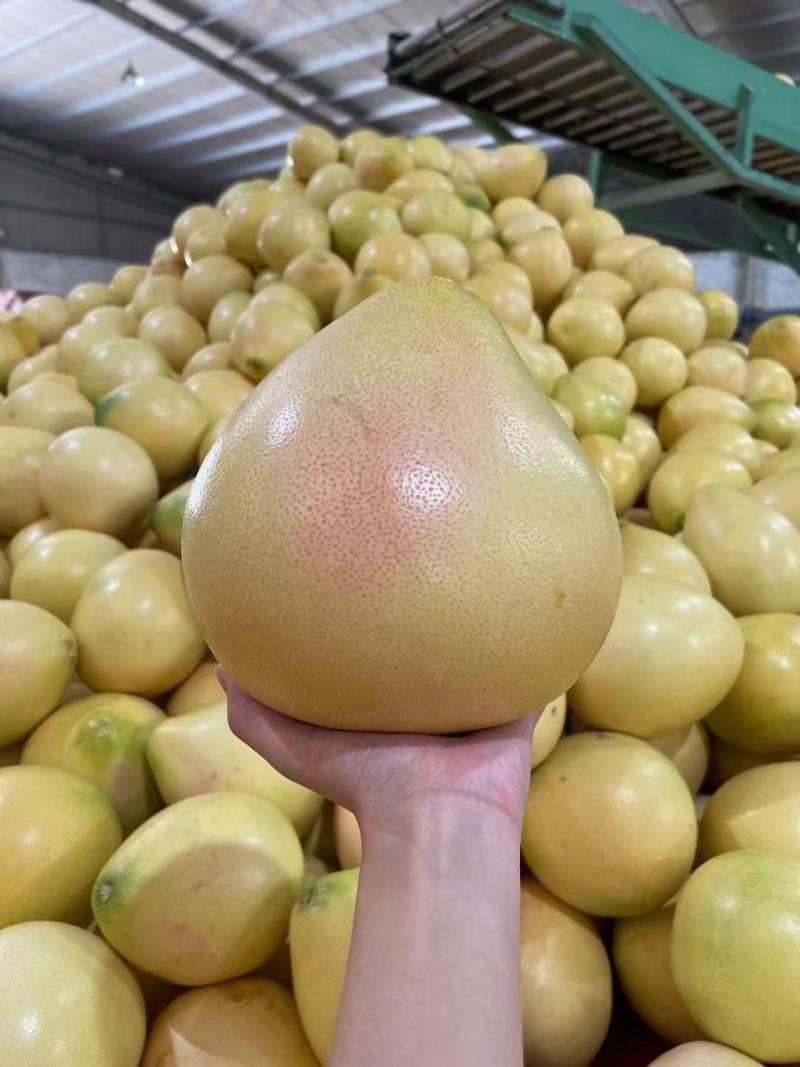 三红柚子精品礼盒装