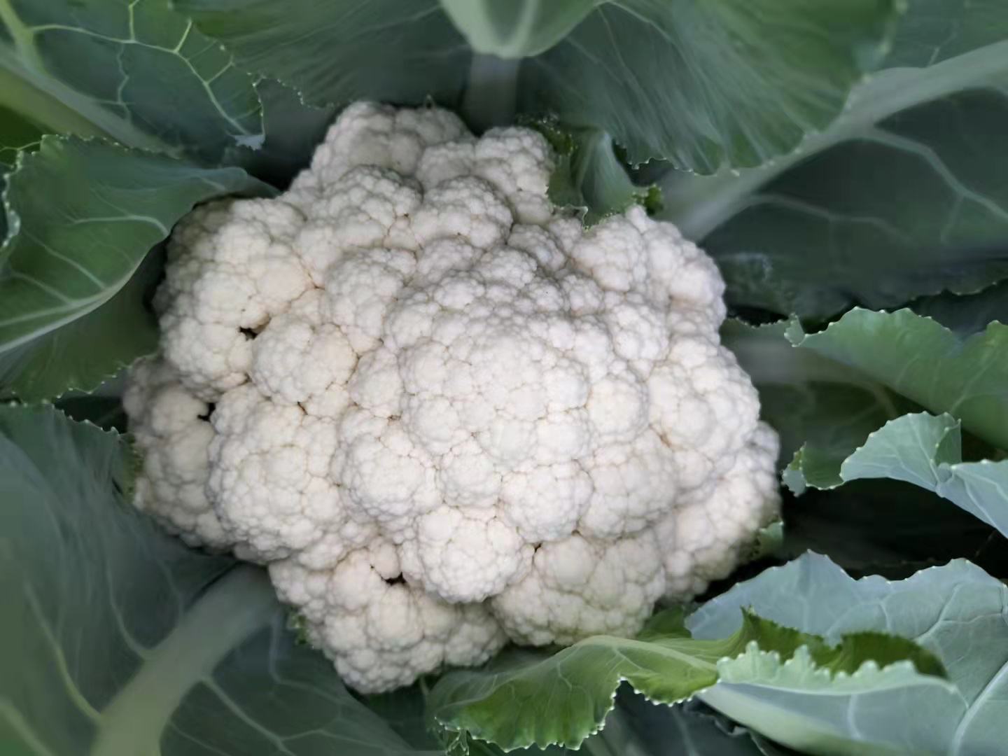 西兰花种子特写