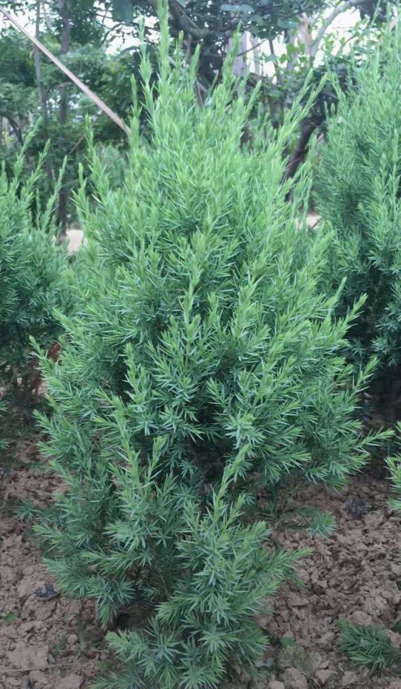 刺柏300/350/400/500高度规格齐全成活率高