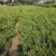 刺柏300/350/400/500高度规格齐全成活率高