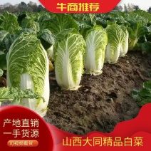 【优质黄心大白菜】山西宋姐全国产地直发！货源充足。