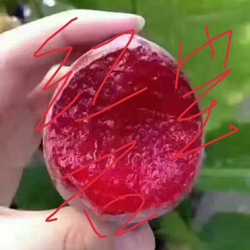 【李子苗】恐龙蛋李子苗美人醉风味玫瑰蜂糖李包品种