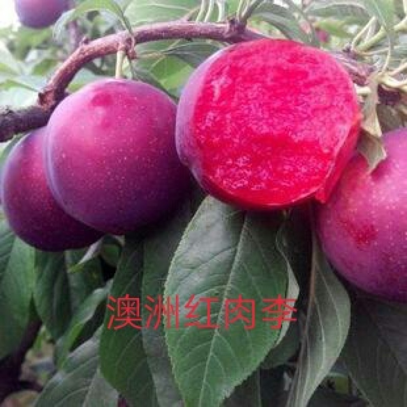 【李子苗】恐龙蛋李子苗美人醉风味玫瑰蜂糖李包品种
