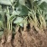 红颜草莓苗种植基地脱毒草莓苗现挖现现卖根系发达保品种