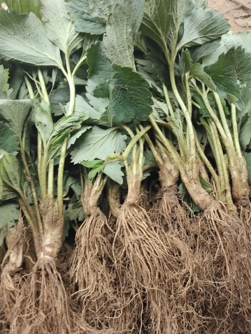 红颜草莓苗种植基地脱毒草莓苗现挖现现卖根系发达保品种