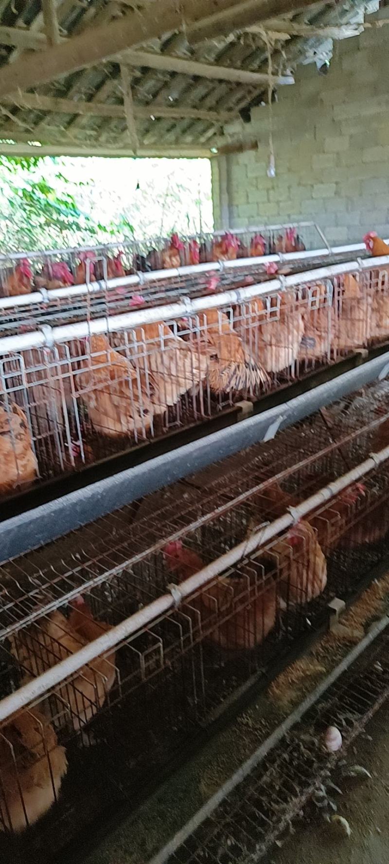 长期供应各种淘汰母鸡。