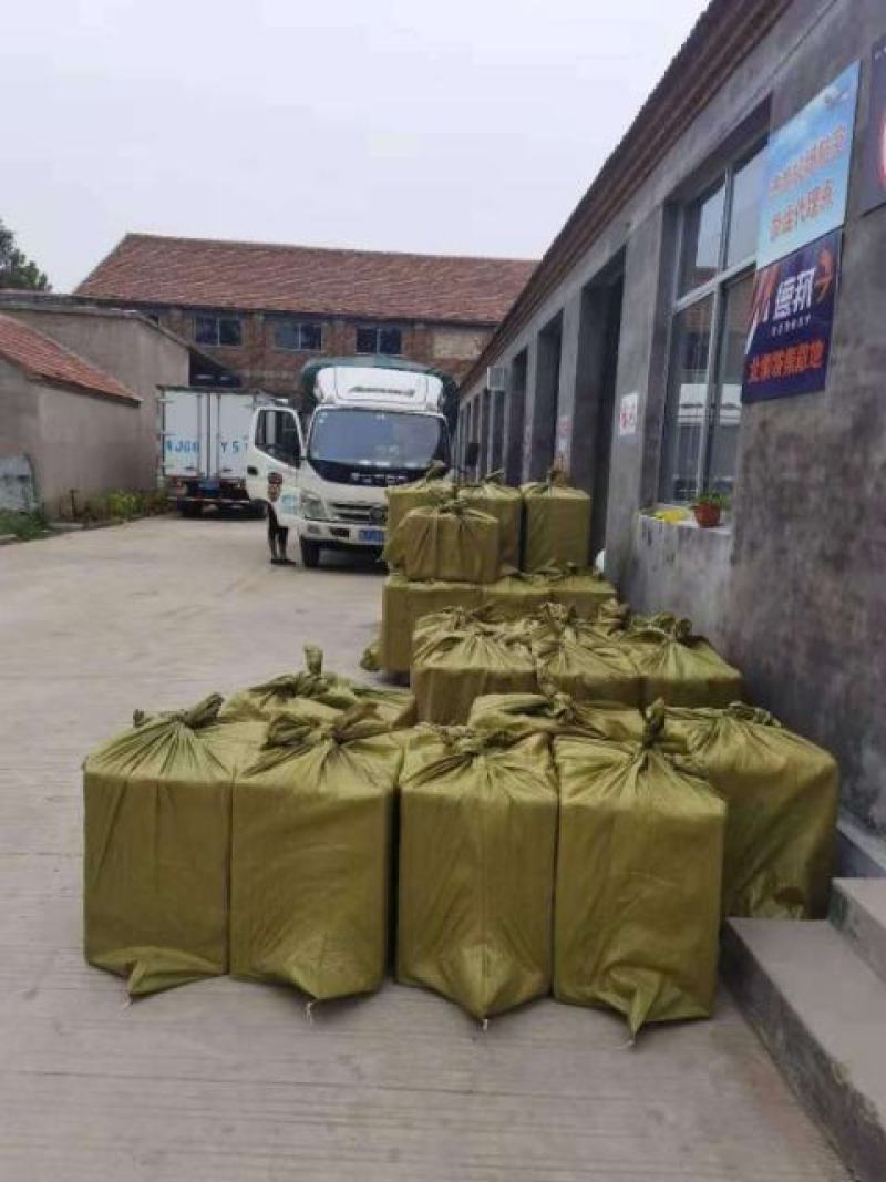 金冠草莓苗现挖现卖种植基地脱毒草莓苗加冰保温箱发货