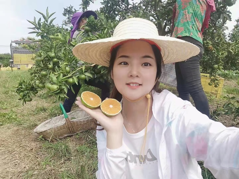 蜜橘湖北宜昌特早蜜桔产地直销看货论价保质保量欢迎订购