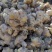 云南精品中黄姜山东2号保质保量货量大