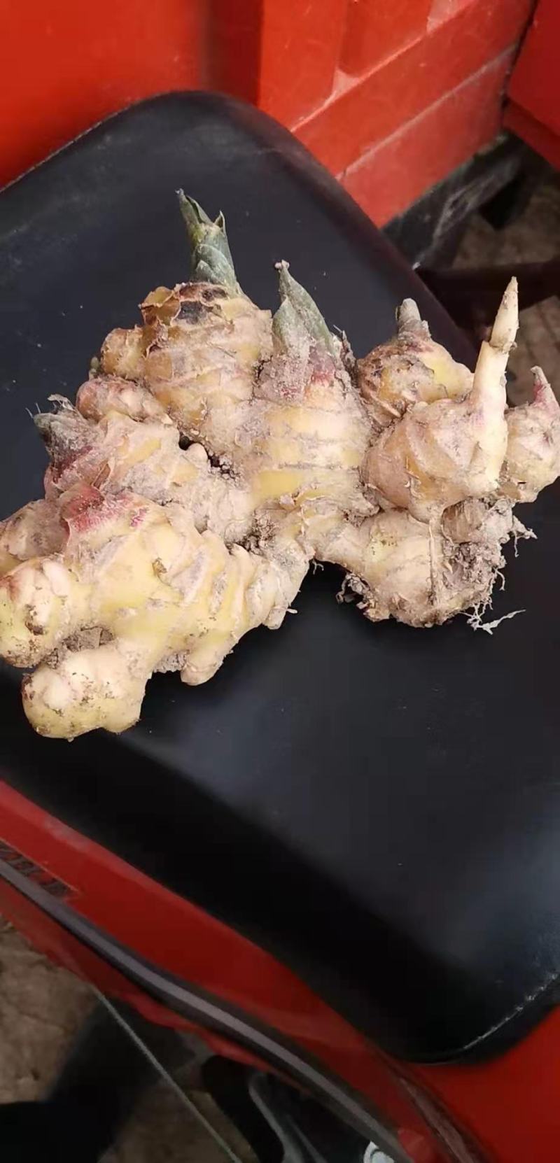 云南精品中黄姜山东2号保质保量货量大
