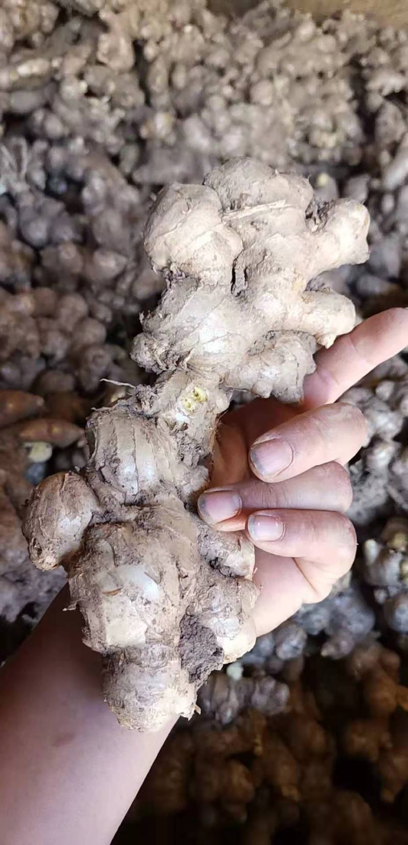 云南精品中黄姜山东2号保质保量货量大