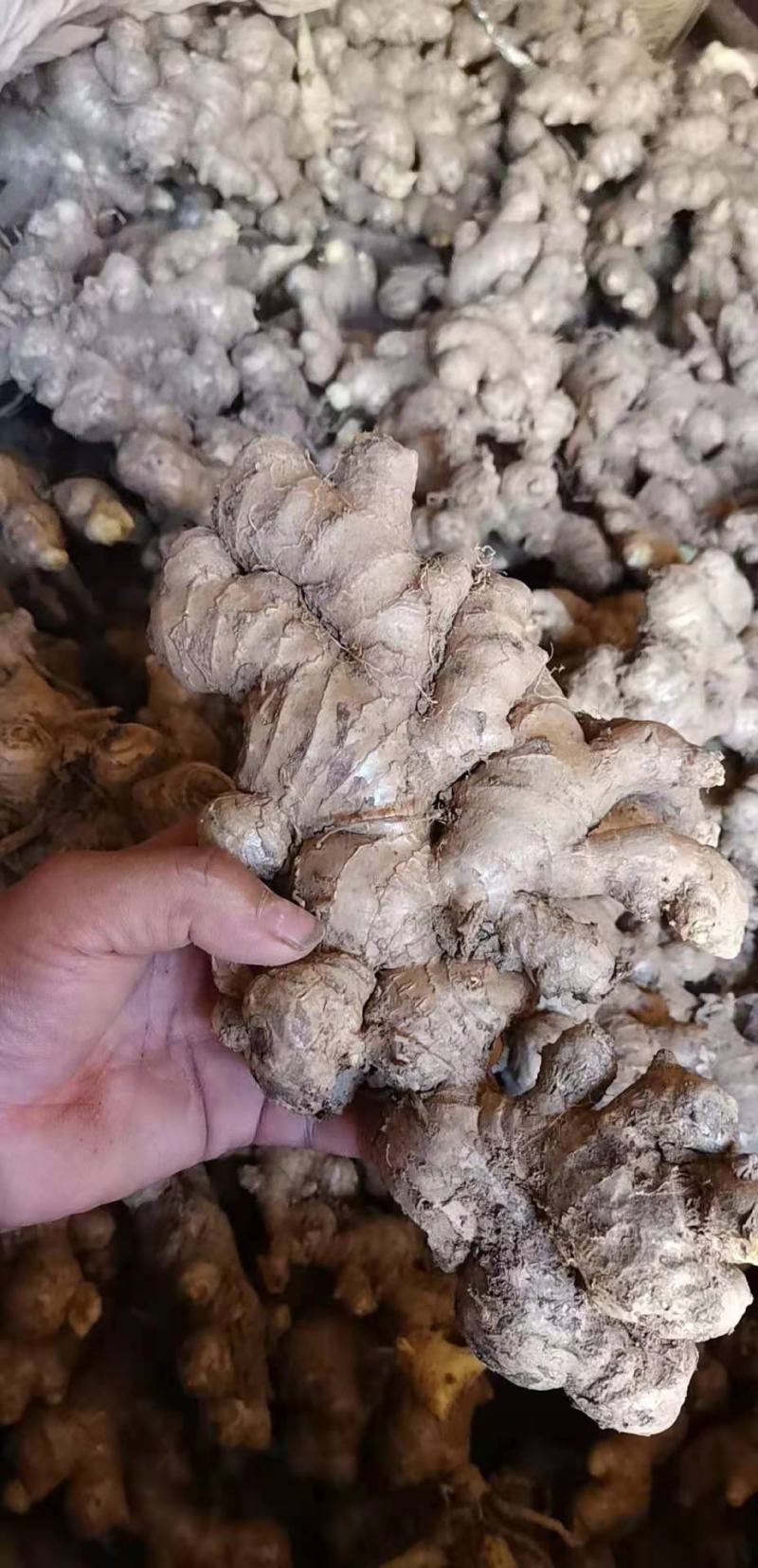 云南精品中黄姜山东2号保质保量货量大