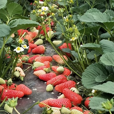 法兰地草莓苗种植基地脱毒草莓苗根系发达现挖加冰保温箱发货