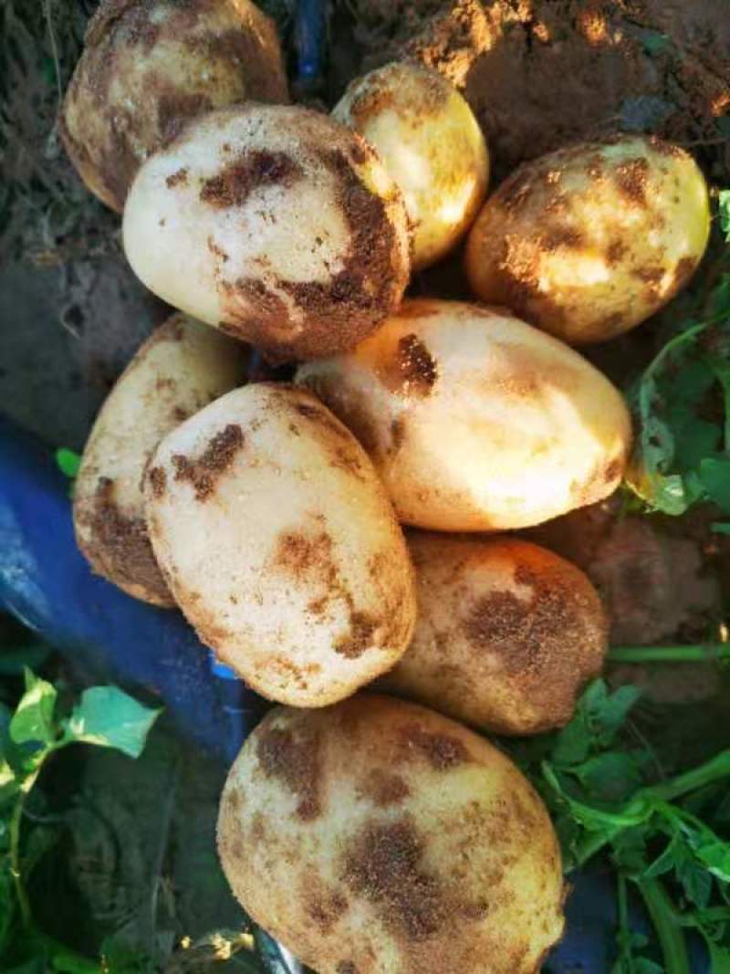 精品v7土豆陕西基地直供大量有货一手货源欢迎采购