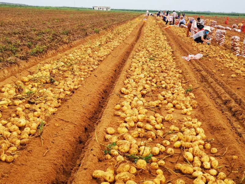 精品v7土豆陕西基地直供大量有货一手货源欢迎采购