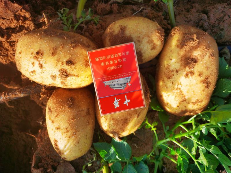 精品v7土豆陕西基地直供大量有货一手货源欢迎采购