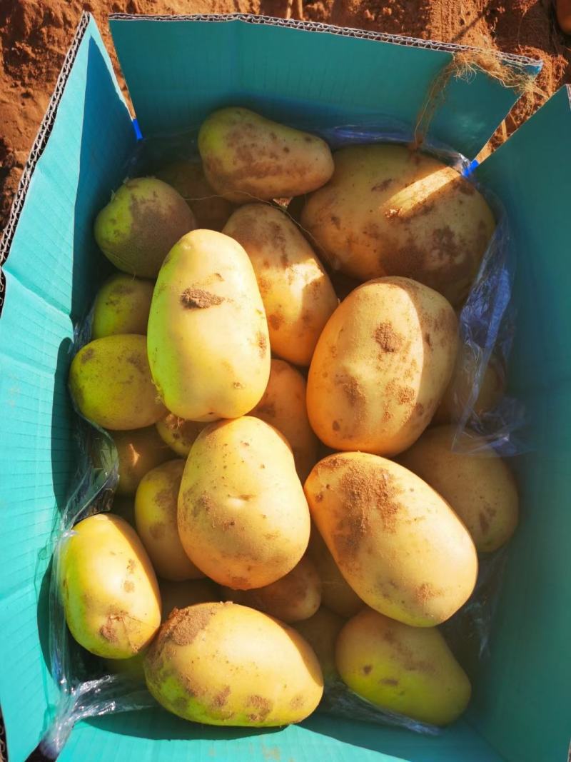 精品v7土豆陕西基地直供大量有货一手货源欢迎采购