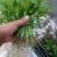 西兰花，炎秀，耐寒优秀，一手货源，厂家直销，抗病高产