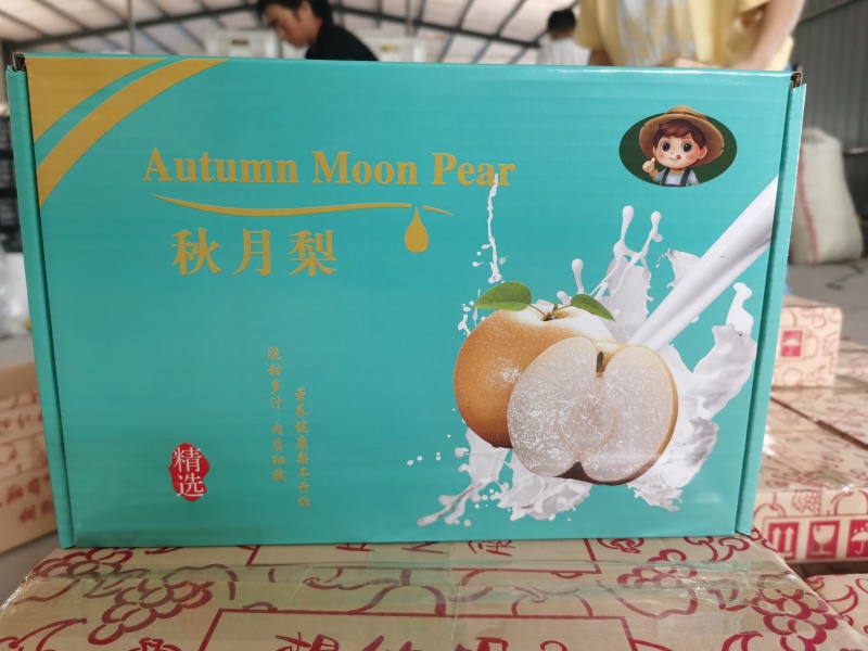 山东正宗秋月梨5斤装礼盒新鲜梨子包邮一件代发