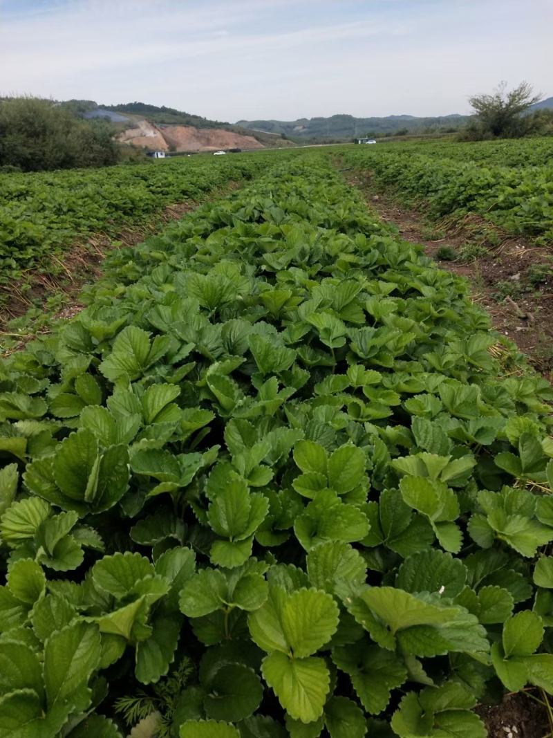 圣安德瑞斯草莓苗种植基地根系发达品种多样