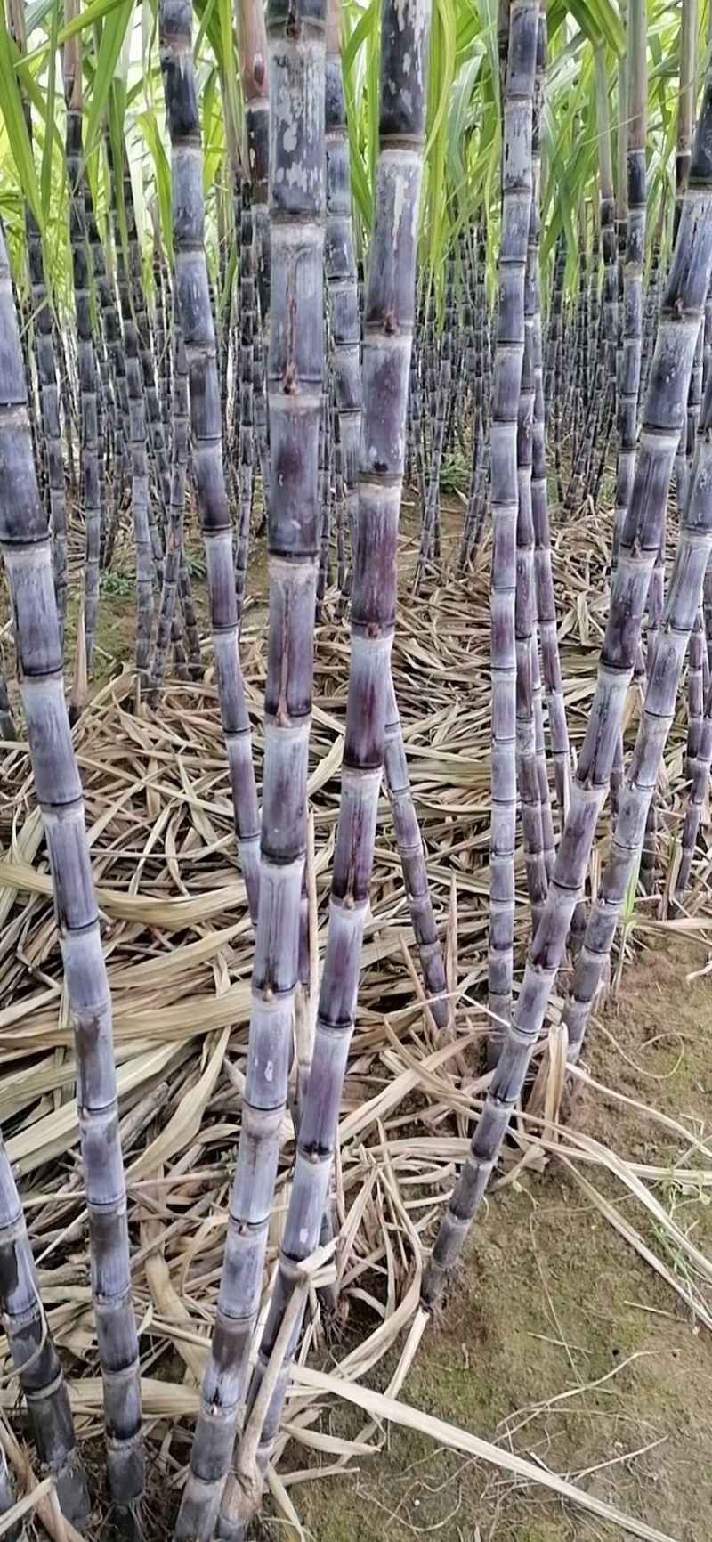 甘蔗脆甜可口，基地种直，高度1.6至1.8