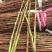 金蝉（知了猴、爬叉）知卵李子条.桃树枝、大量供应…………