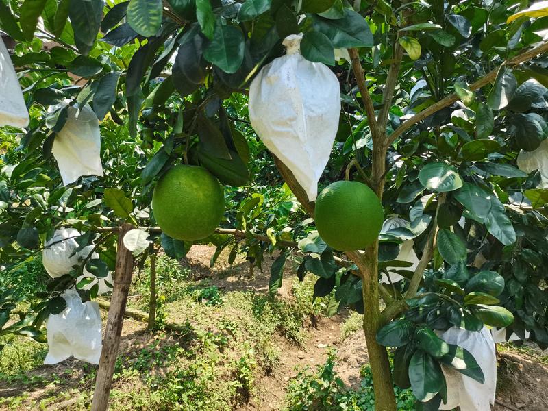 越南青柚苗越南翡翠青柚苗品种纯正免费技术指导