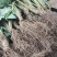 粉色之恋草莓苗现挖现卖基地直发，脱毒草莓苗成活率高