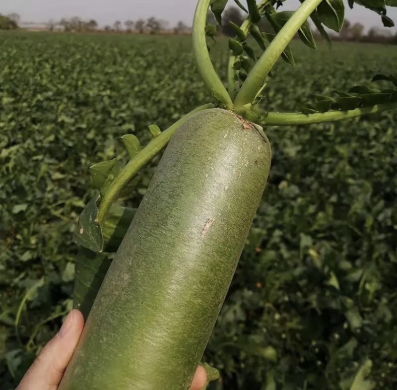 原生态种植有机沙窝水果萝卜脆甜爽口支持全国发货