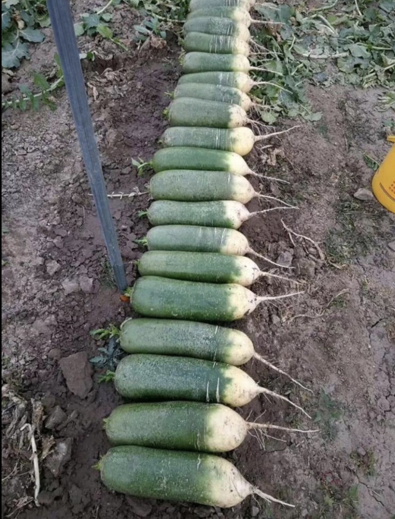 原生态种植有机沙窝水果萝卜脆甜爽口支持全国发货